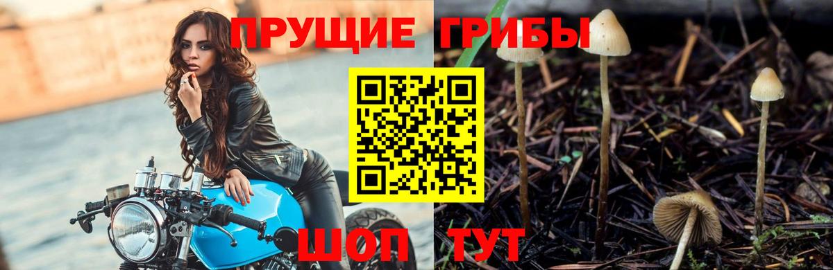 Псилоцибиновые грибы GOLDEN TEACHER  Вход с VPN  Сафоново 